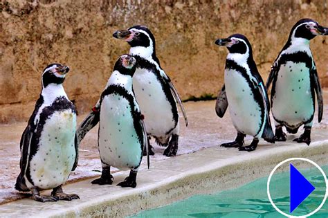 cotswold wildlife park webcam|Humboldt Penguins 